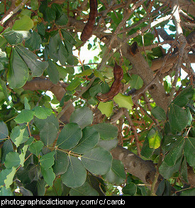 Photo of carob pods