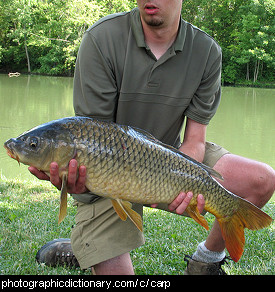 Photo of a carp