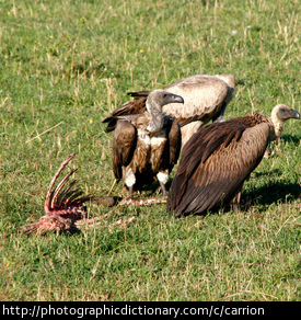 Photo of vultures and carrion