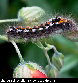 Photo of a caterpillar