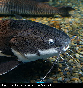 Photo of a catfish