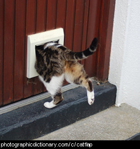 Photo of a catflap