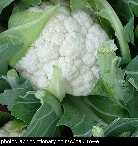 Photo of a cauliflower.