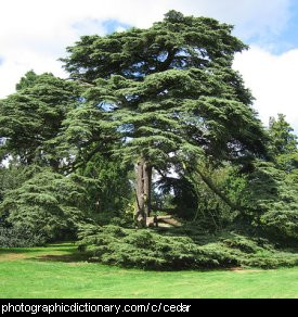 Photo of a cedar tree