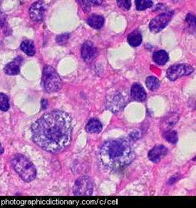 Photo of cells