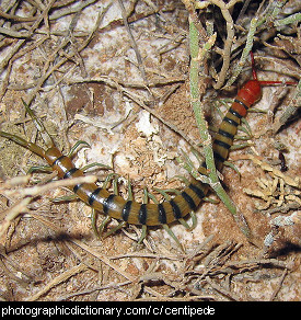 Photo of a centipede