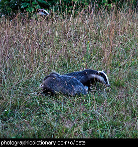 Photo of a group of badgers