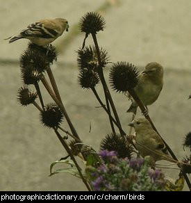 Photo of a group of finches
