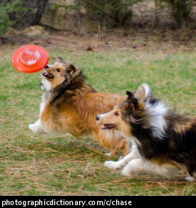 Photo of two dogs chasing a frisbee