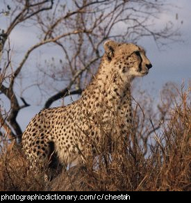 Photo of a cheetah