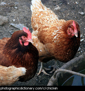 Photo of chickens.