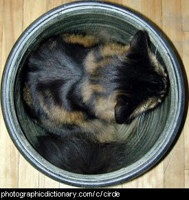 Photo of a cat in a pot.