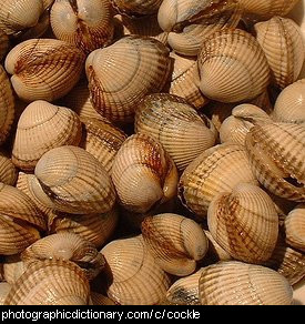 Photo of cockles