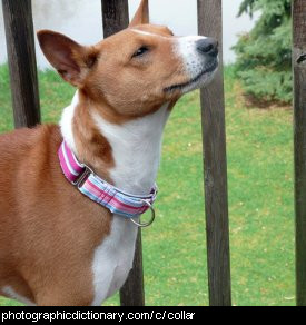 Photo of a dog wearing a collar
