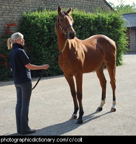 Photo of a colt