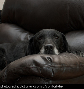 Photo of a comfortable dog