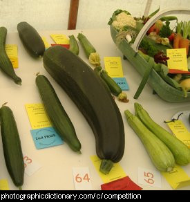 Photo of a vegetable competition