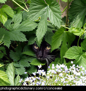 Photo of a concealed cat