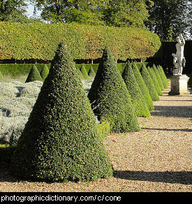 Photo of cone shaped trees