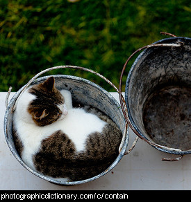 Photo of a cat in a bucket
