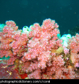 Photo of coral