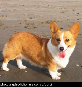 Photo of a Welsh Corgi dog.