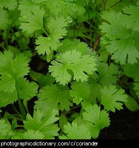 Photo of coriander