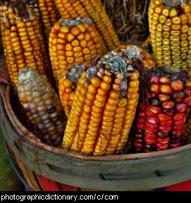 Photo of cobs of corn