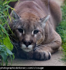 Photo of a cougar