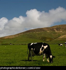 Photo of a cow.