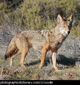 Photo of a coyote