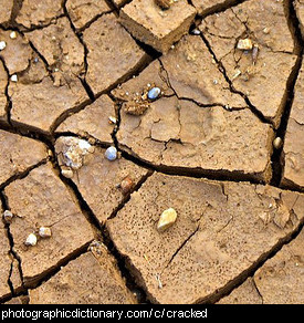 Photo of cracked ground