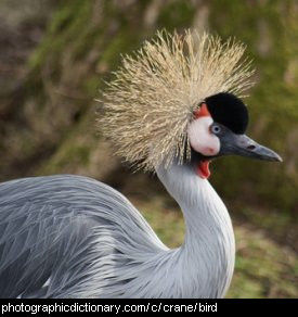 Photo of a crane