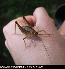 Photo of a cricket