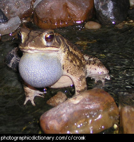 Photo of a frog croaking.
