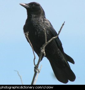 Photo of a crow