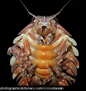 Photo of a crustacean