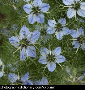 Photo of a cumin plant