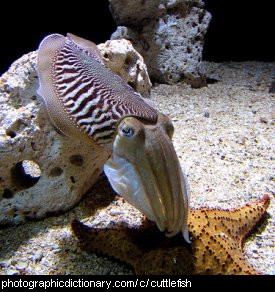 Photo of a cuttlefish