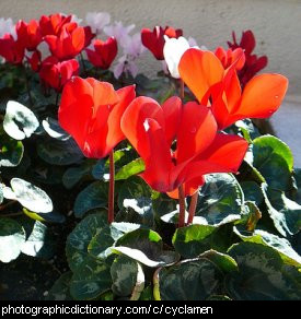 Photo of cyclamen