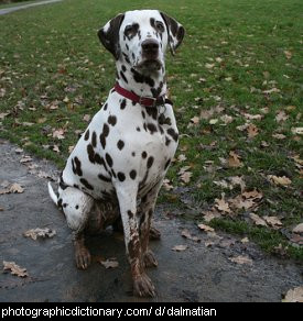 Photo of a dalmatian dog
