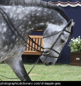 Photo of a dapple grey horse.