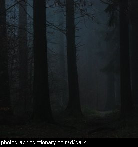 Photo of a dark forest.
