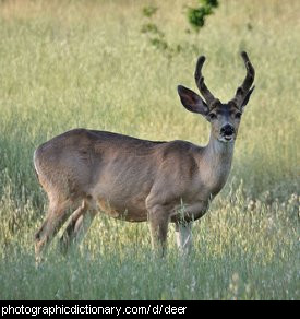 Photo of a deer.