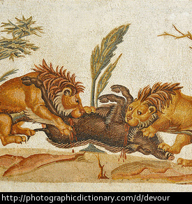 Lions devouring a boar.
