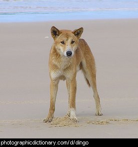Photo of a dingo on a beach