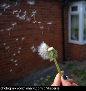 Photo of dispersing seeds