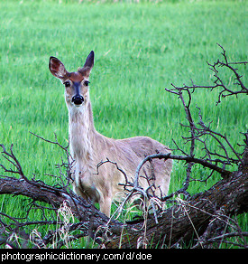 Photo of a doe