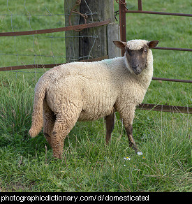Photo of a domesticated sheep