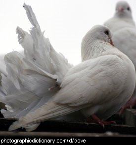 Photo of white doves
